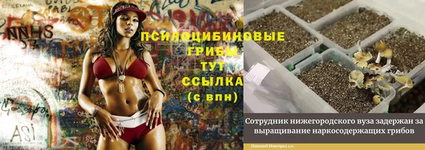 PSILOCYBIN Алзамай